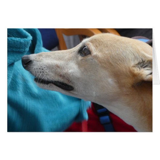 Carte photo Greyhound (Devant Horizontal)