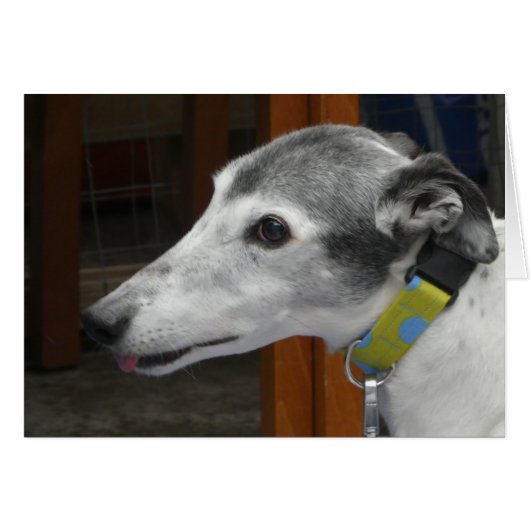 Carte photo Greyhound (Devant Horizontal)