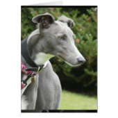 Carte photo Greyhound (Devant)