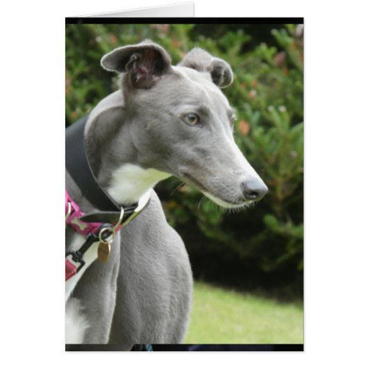 Carte photo Greyhound (Devant)