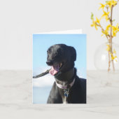 Carte Photo Greyhound (p11) (Fleur jaune)