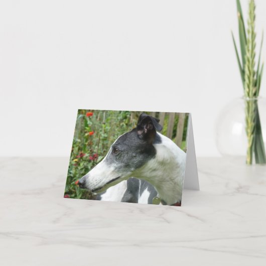Carte photo Greyhound (p5) (Devant)