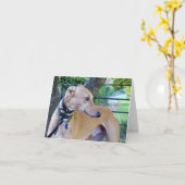 Carte Photo Greyhound (p9) (Fleur jaune)