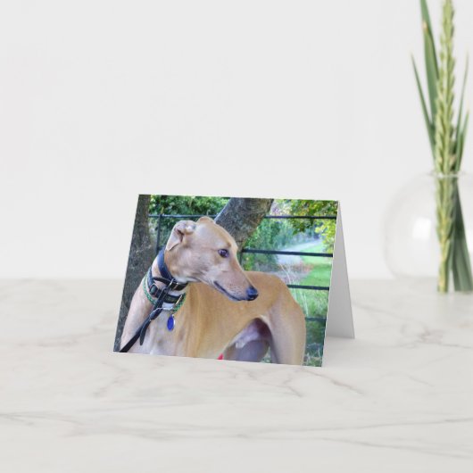 Carte Photo Greyhound (p9) (Devant)