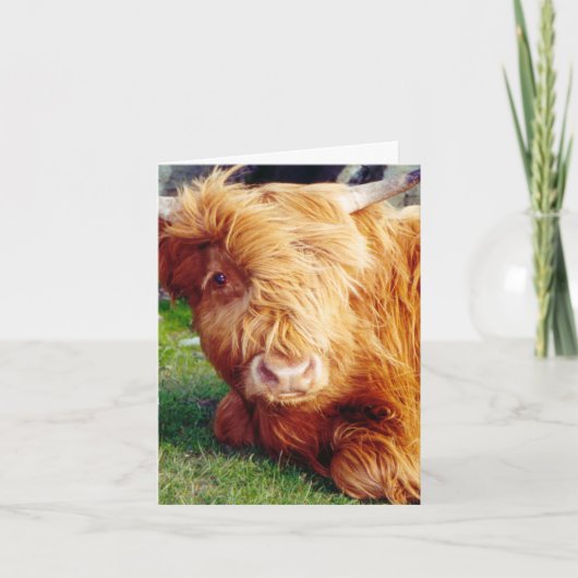 Carte Photo Highland Cow (Devant)