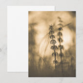 Carte photo Horsetail Sepia (Devant / Derrière)