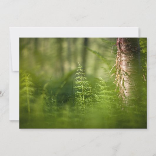 Carte photo Horsetail Vert (Devant)