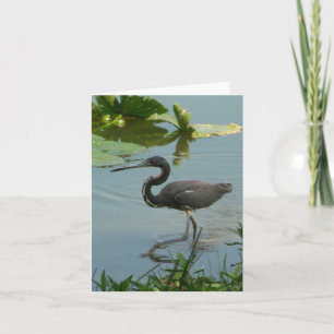 Carte photo Little Blue Heron pliée Note
