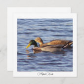 Carte photo Mallard Ducks (Devant / Derrière)
