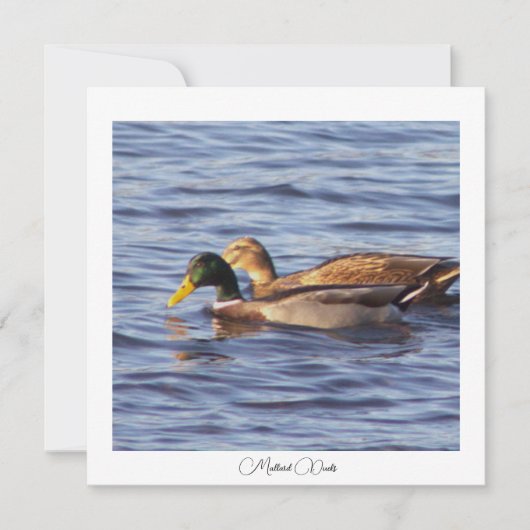 Carte photo Mallard Ducks (Devant)