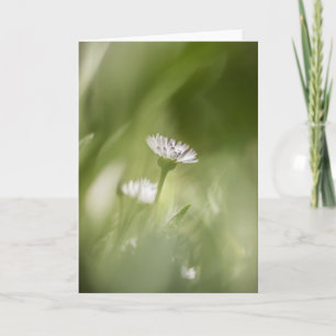 Carte Photo nature Daisy Blossom
