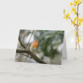 Carte Photo nature Robin (Fleur jaune)