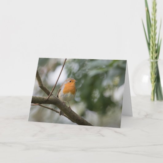 Carte Photo nature Robin (Devant)