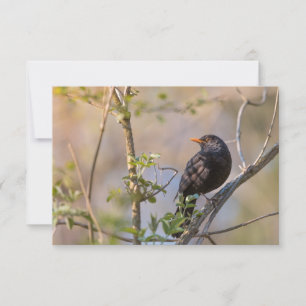 Carte photo naturel de Blackbird