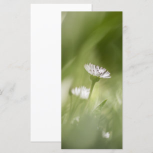 carte photo naturel de Daisy