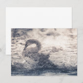 Carte photo naturel de Swan (Devant / Derrière)