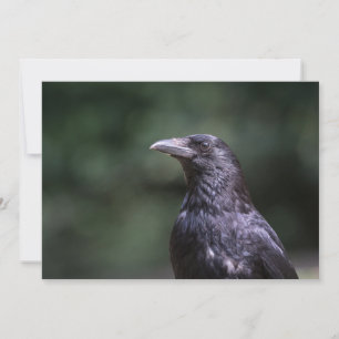 Carte photo naturel des oiseaux de corneille