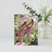 Carte photo Nepenthes rafflesiana (Debout devant)