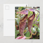 Carte photo Nepenthes rafflesiana (Devant / Derrière)