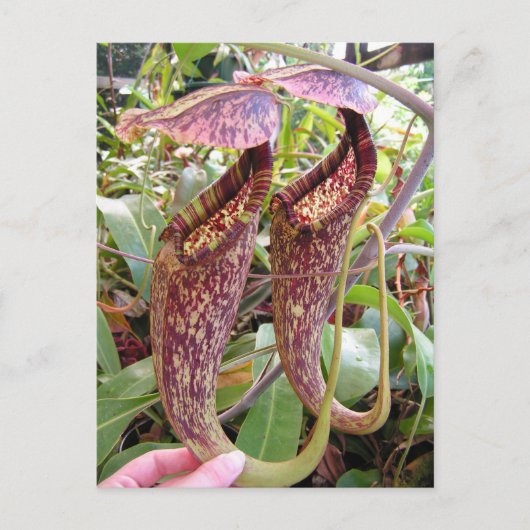 Carte photo Nepenthes rafflesiana (Devant)