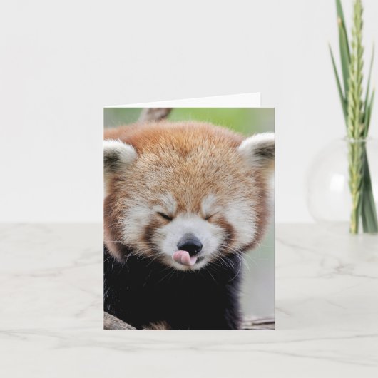 Carte Photo Panda rouge , animaux 0634. (Devant)