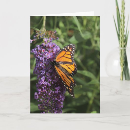 Carte photo papillon (Devant)
