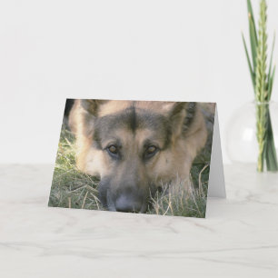 Carte Photo Perfect mignon Chien de Chien de Chien