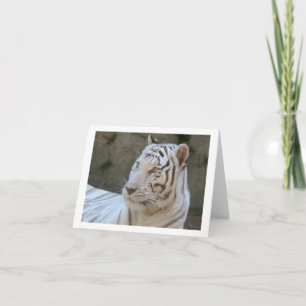 Carte photo pliée en blanc Tiger