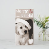 carte photo pour chien noël (Debout devant)