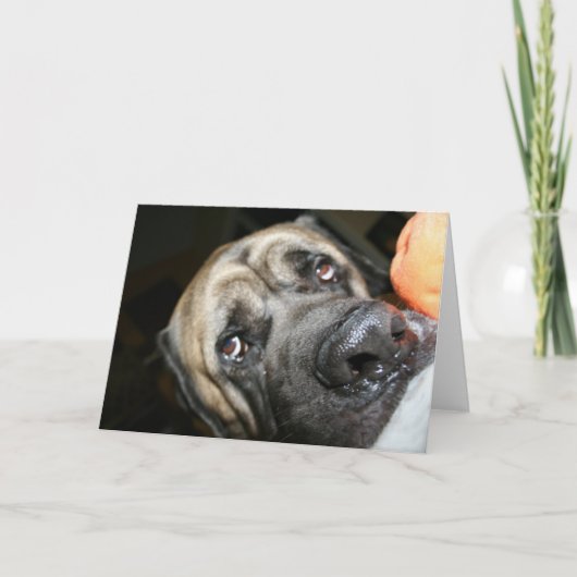 Carte Photo Purebred English Mastiff (Devant)
