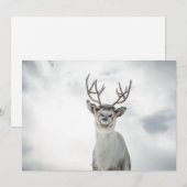 Carte photo Reindeer (Devant / Derrière)