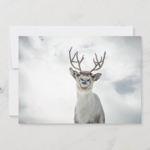 Carte photo Reindeer