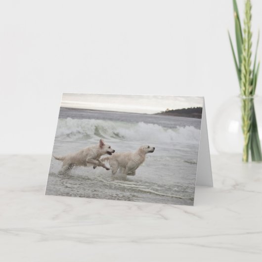 Carte photo vierge de golden retriever (Devant)