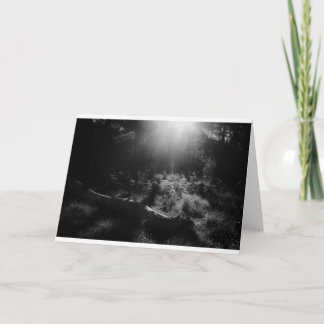 Carte photo vierge - Lumière à travers les arbres