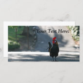 Carte photo vierge, Rooster (Devant / Derrière)