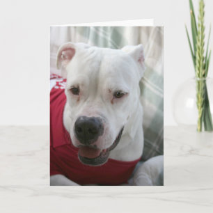 Carte Photo White American Bulldog
