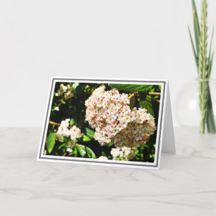 Carte Photo White Viburnum Bureaux rose et feuillage ver