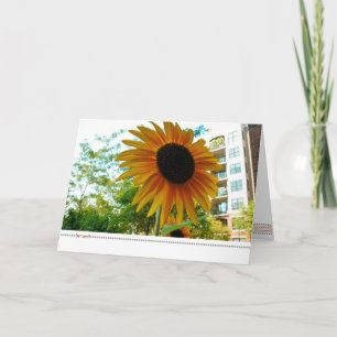 Carte photographie be*well_sunny de plaza