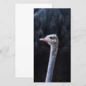 Carte Photographie d'autruche (Devant / Derrière)