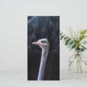 Carte Photographie d'autruche (Debout devant)