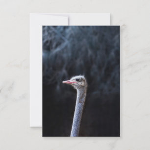 Carte Photographie d'autruche