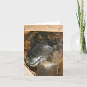 Carte Photographie de ferme d'animaux mignons lama Note