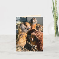 Photographie de gros plan de poules rassemblées