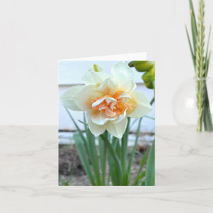 Carte Photographie de la jonquille blanche