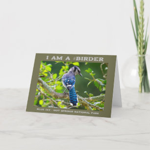 Carte Photographie de la Nature Geai Bleu Timide Ornitho