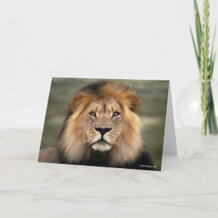 Carte Photographie de lions