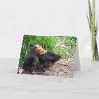 Photographie de poules câlins personnalisée