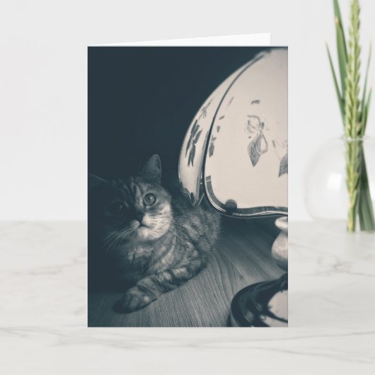 Carte Photographie de style noir de chats et lampes (Devant)