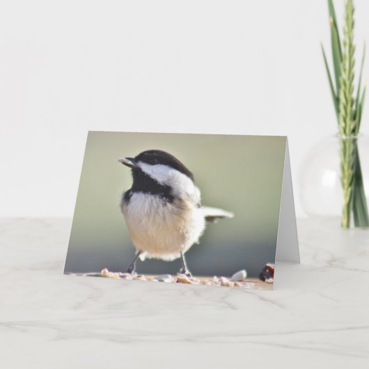Carte Photographie de Tchickadee (Devant)