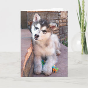 Carte Photographie de tête penchée de chiot Malamute d'A